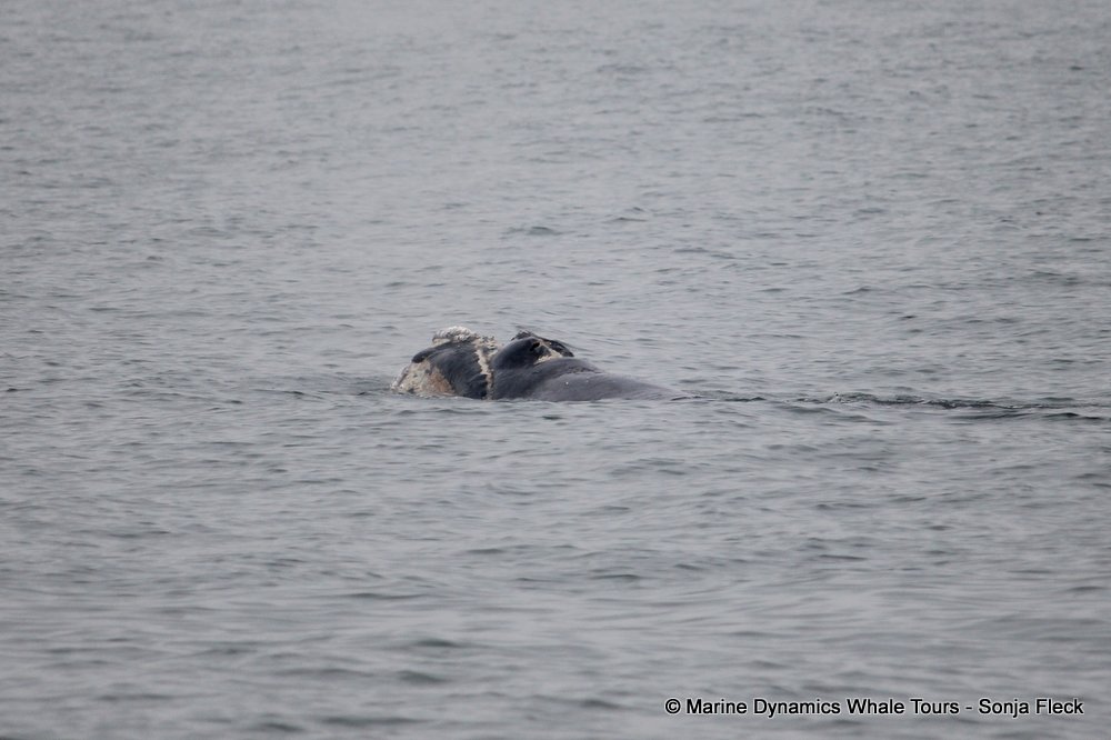 Southern right whale, whale watching, gansbaai, south africa,