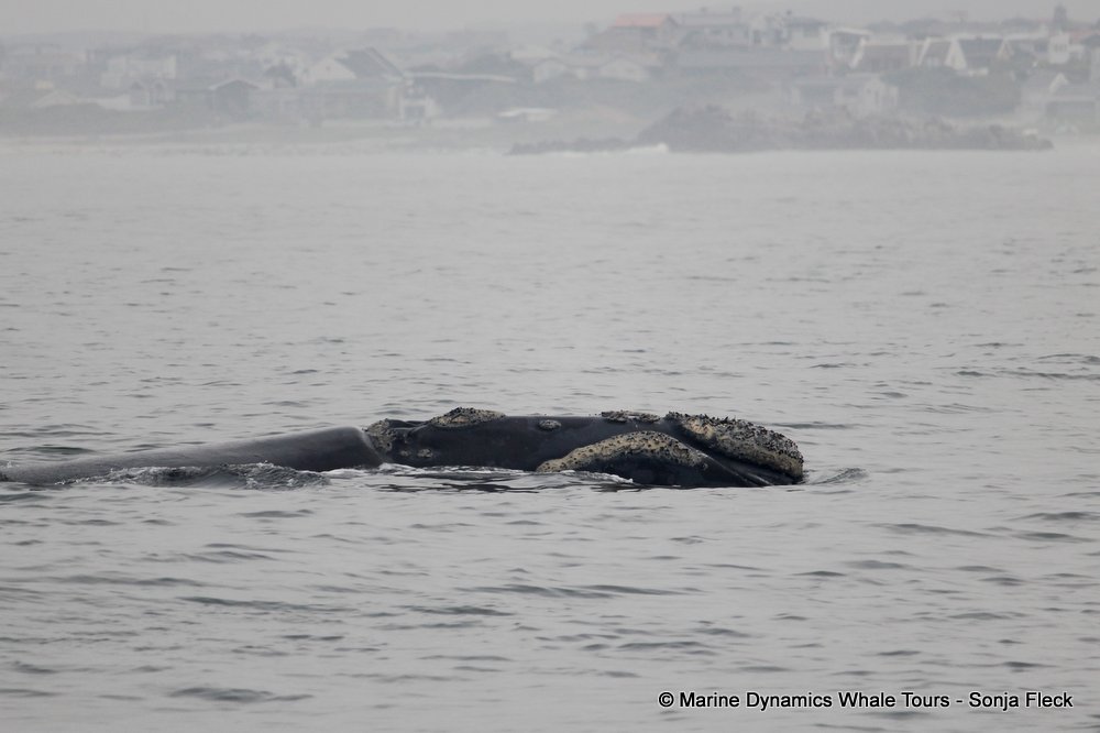 Southern right whale, whale watching, gansbaai, south africa,