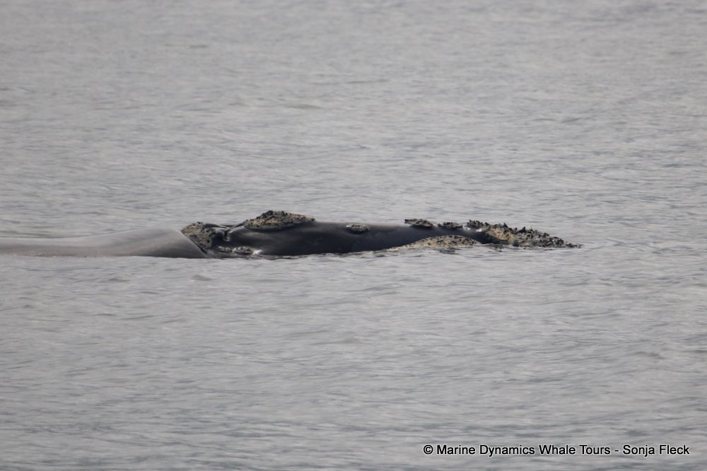 Southern right whale, whale watching, gansbaai, south africa,