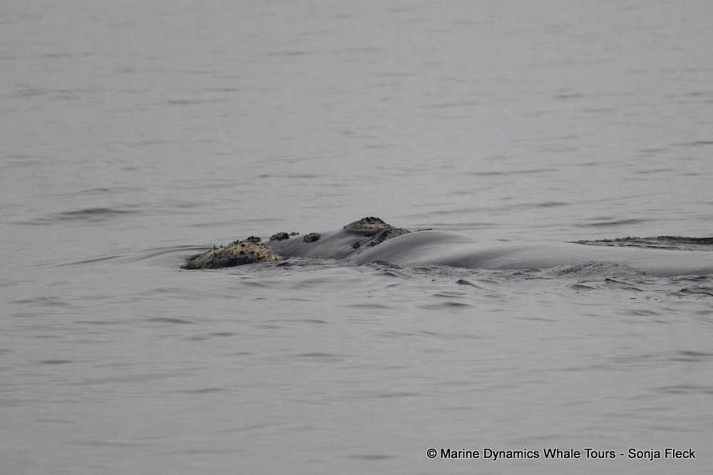 Southern right whale, whale watching, gansbaai, south africa,