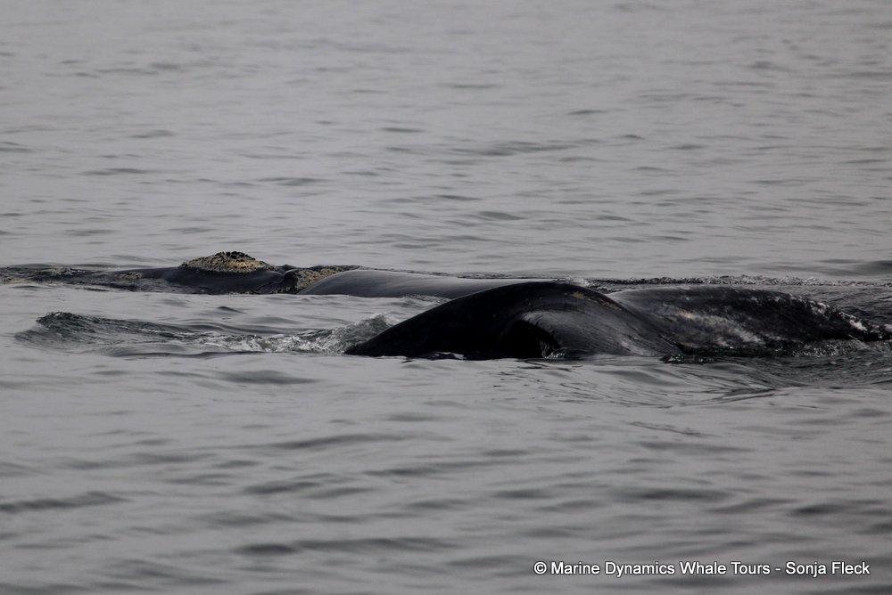 Southern right whale, whale watching, gansbaai, south africa,