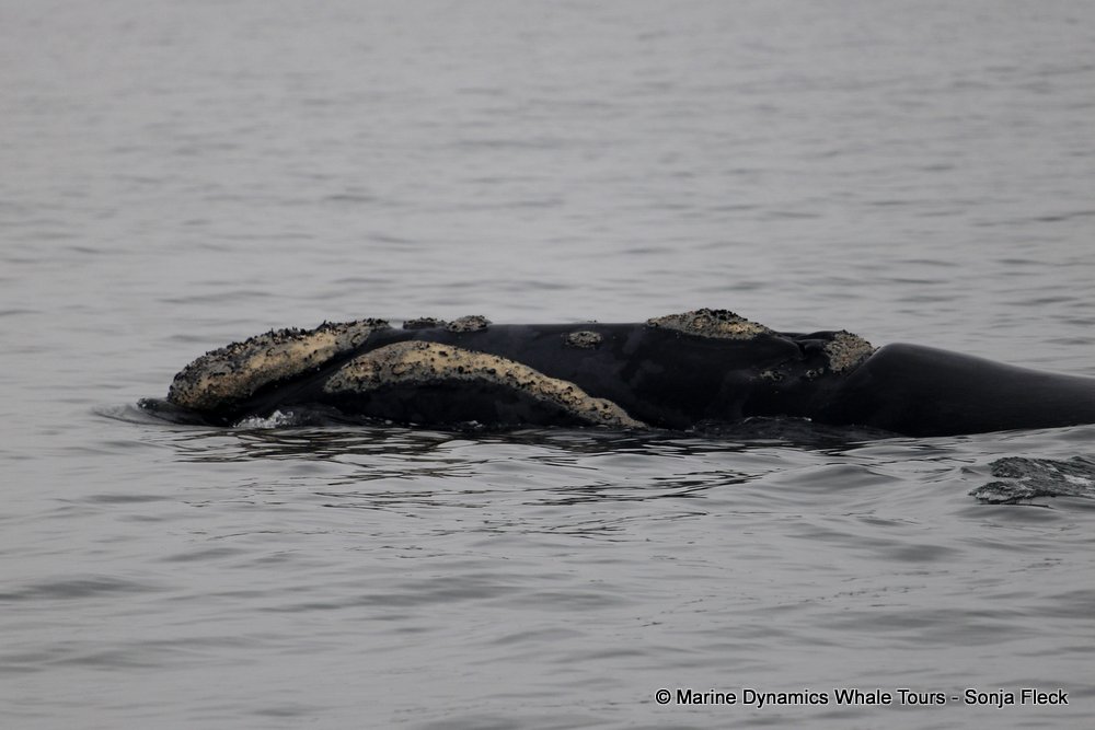 Southern right whale, whale watching, gansbaai, south africa,