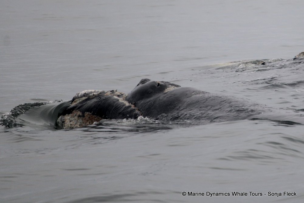 Southern right whale, whale watching, gansbaai, south africa,