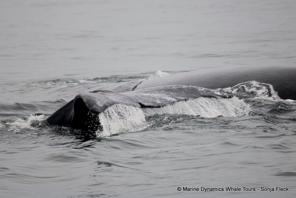Southern right whale, whale watching, gansbaai, south africa,
