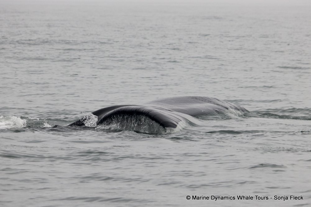 Southern right whale, whale watching, gansbaai, south africa,