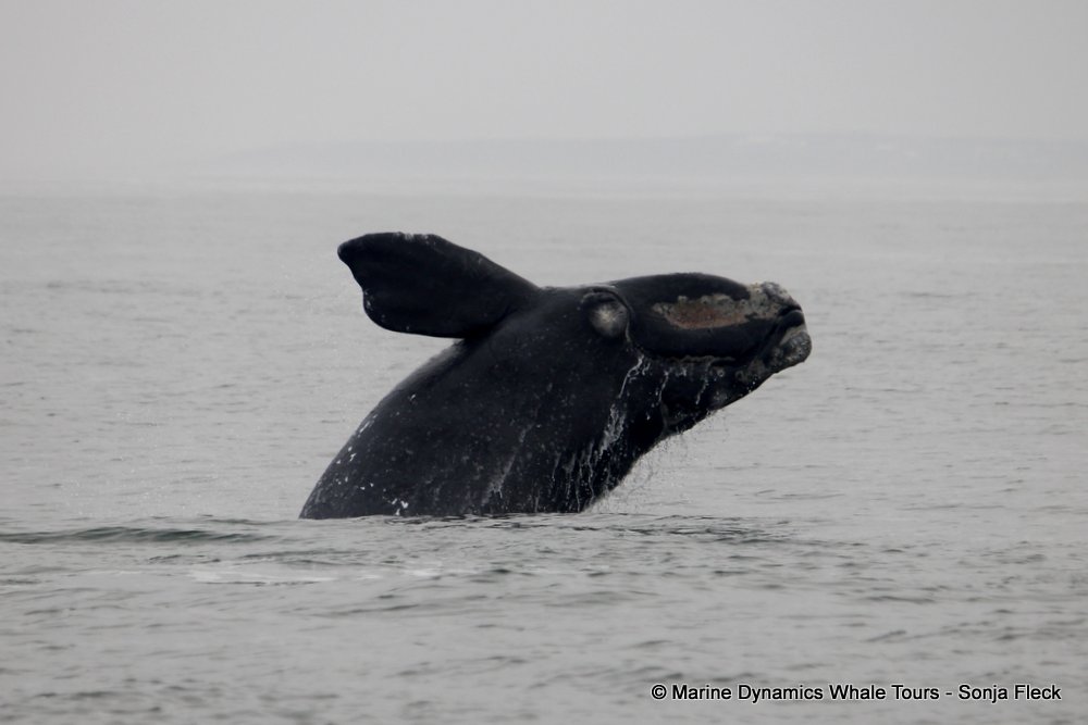 Marine Big 5 Daily Blog 23 September