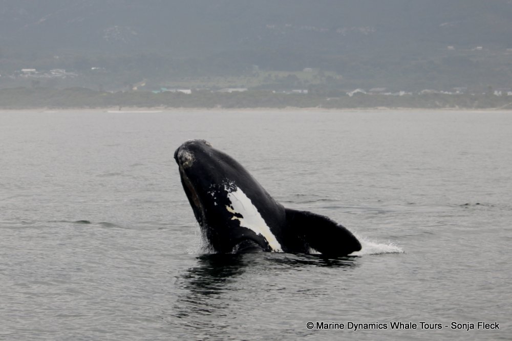 Southern right whale, whale watching, gansbaai, south africa,
