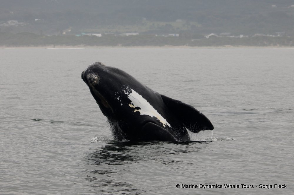 Southern right whale, whale watching, gansbaai, south africa,