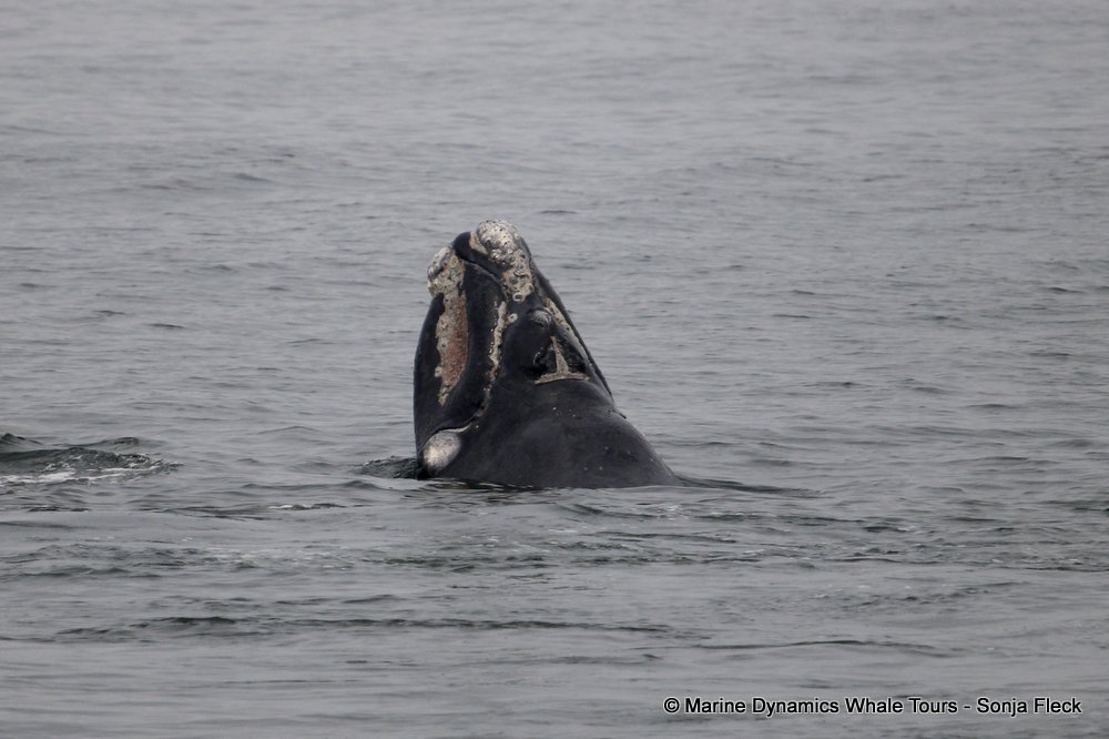 Southern right whale, whale watching, gansbaai, south africa,