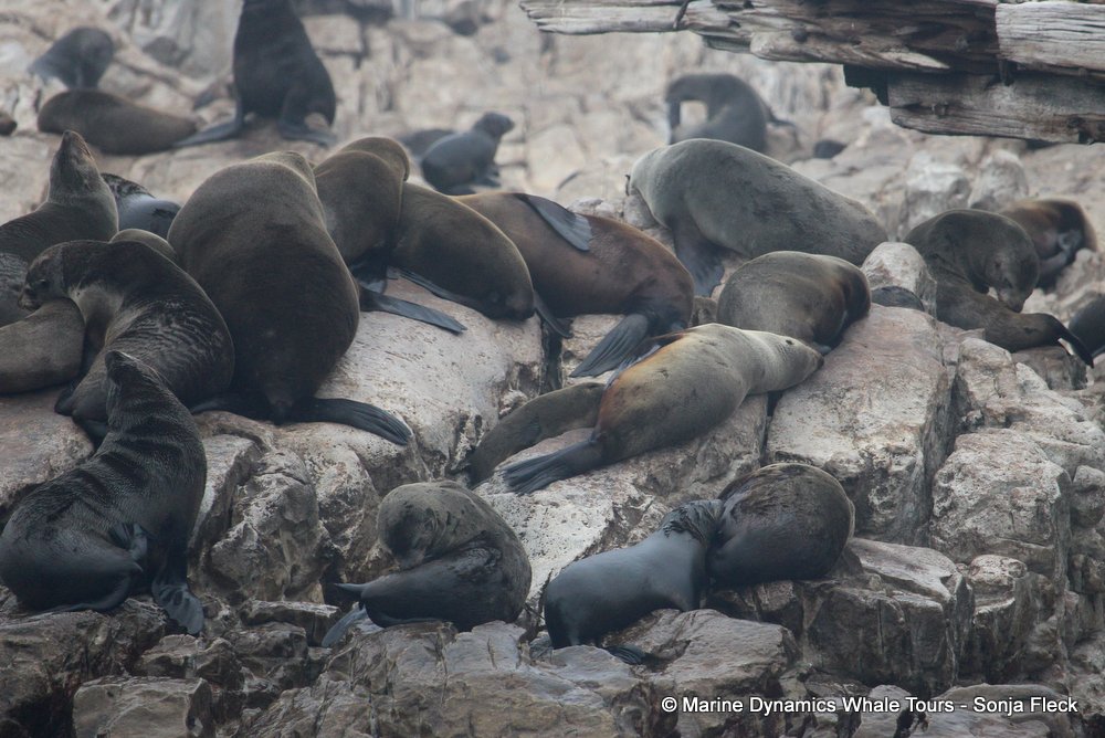 cape fur seal, whale watching, gansbaai, south africa