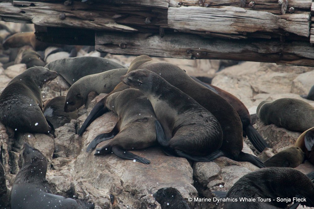 cape fur seal, whale watching, gansbaai, south africa
