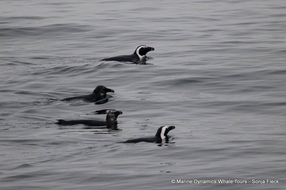 african penguin, whale watching, gansbaai, south africa