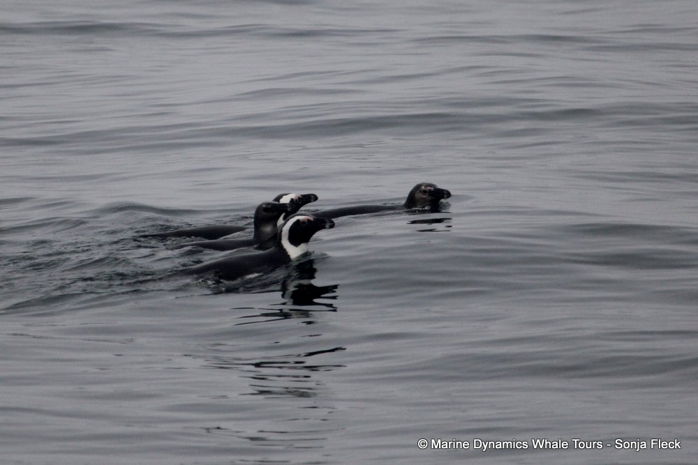 african penguin, whale watching, gansbaai, south africa