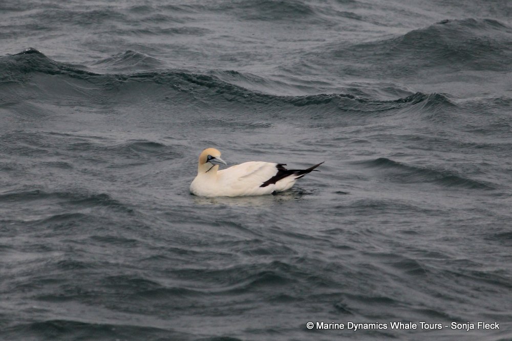 cape gannet, whale watching, gansbaai, south africa