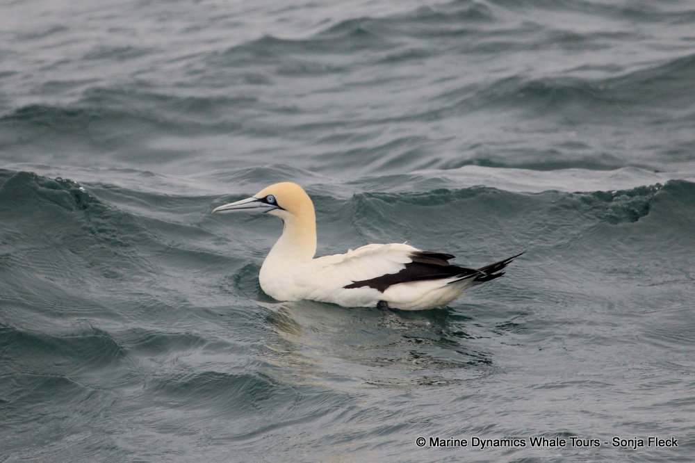 cape gannet, whale watching, gansbaai, south africa
