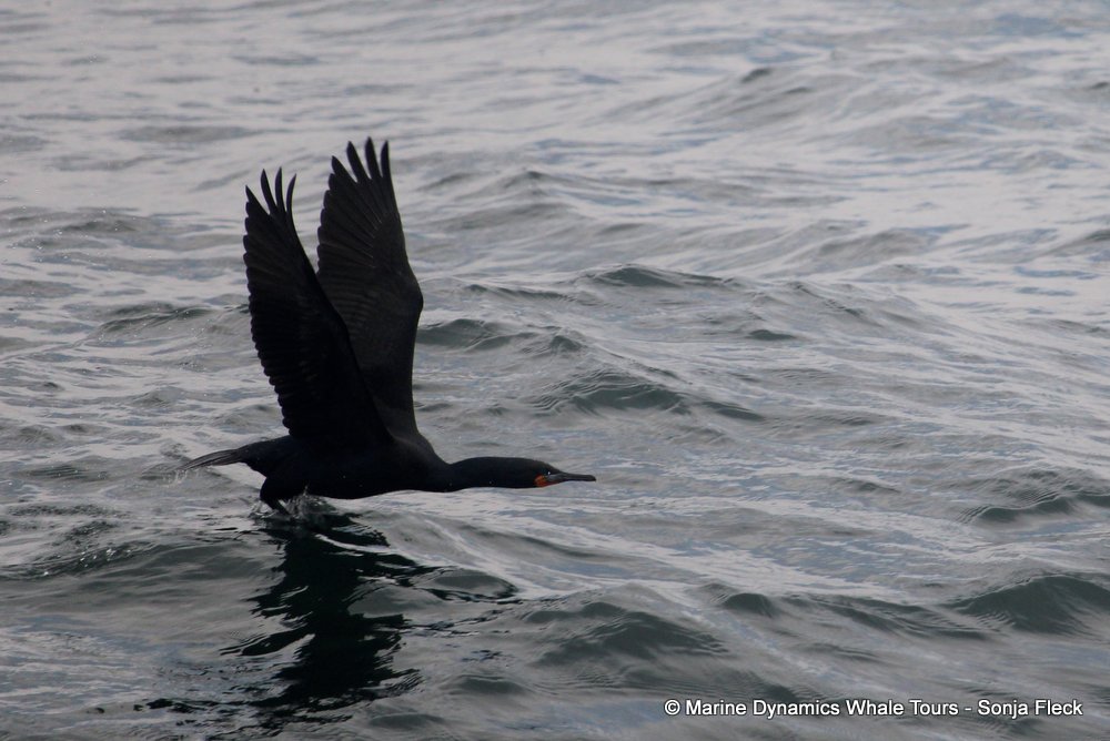 cormorant, whale watching, gansbaai, south africa,