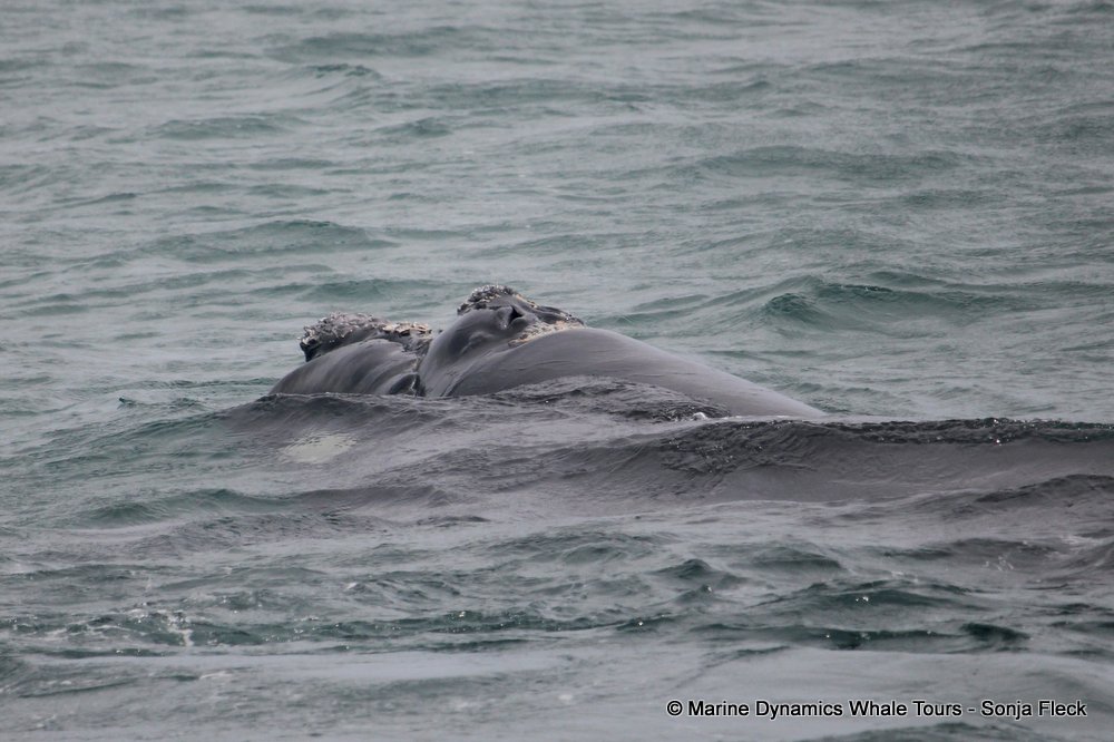 Southern right whale, whale watching, gansbaai, south africa,