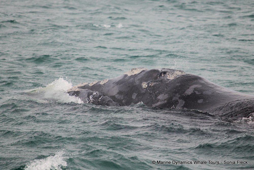 Southern right whale, whale watching, gansbaai, south africa,