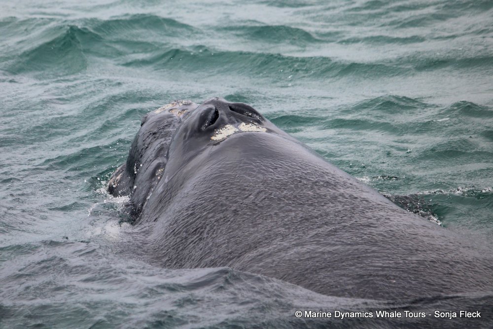 Southern right whale, whale watching, gansbaai, south africa,