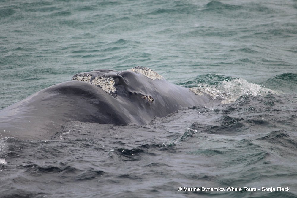 Southern right whale, whale watching, gansbaai, south africa,