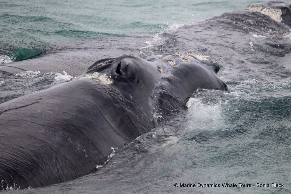 Southern right whale, whale watching, gansbaai, south africa,