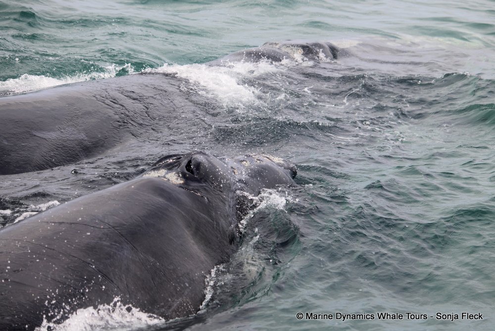 Southern right whale, whale watching, gansbaai, south africa,