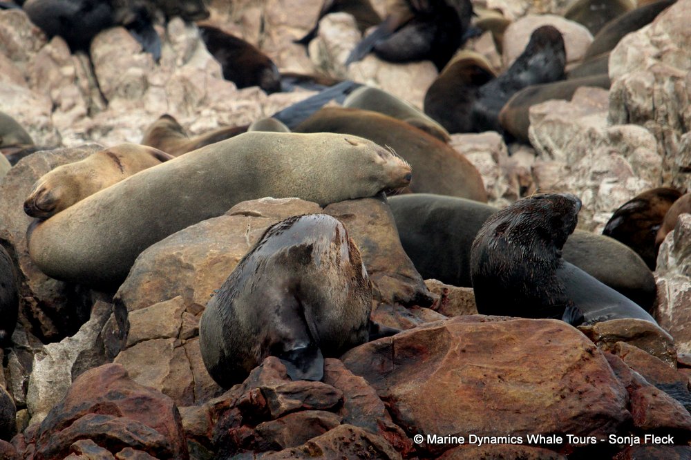 cape fur seal, whale watching, gansbaai, south africa