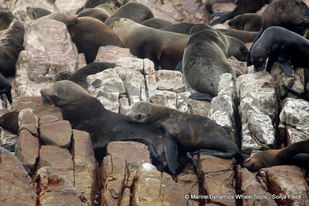 cape fur seal, whale watching, gansbaai, south africa,