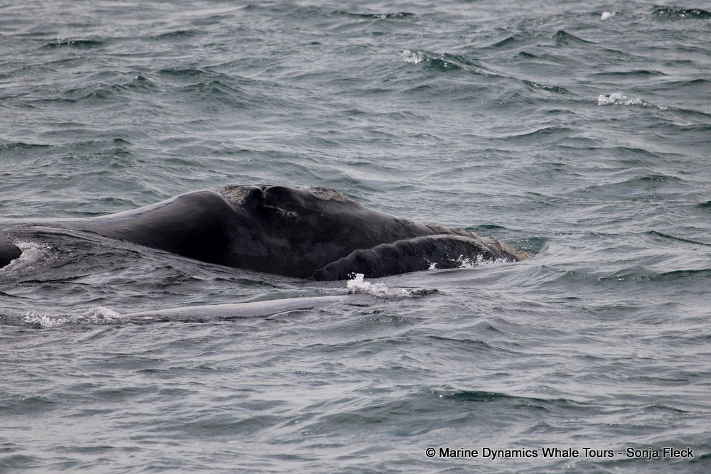 Southern right whale, whale watching, gansbaai, south africa,