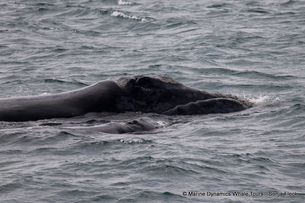 Southern right whale, whale watching, gansbaai, south africa,