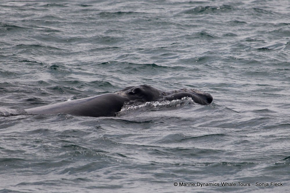 Southern right whale, whale watching, gansbaai, south africa,