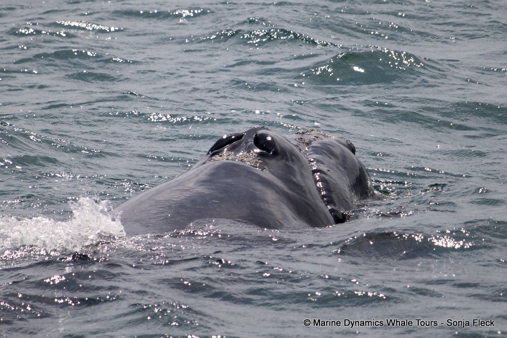 Southern right whale, whale watching, gansbaai, south africa,