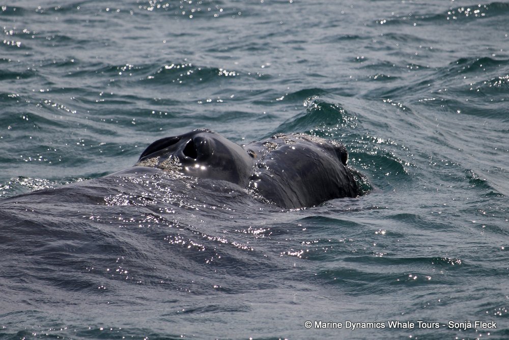 Southern right whale, whale watching, gansbaai, south africa,
