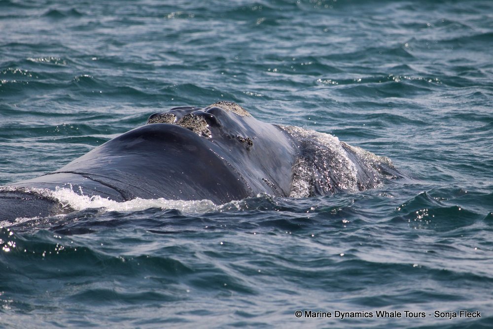 Southern right whale, whale watching, gansbaai, south africa,