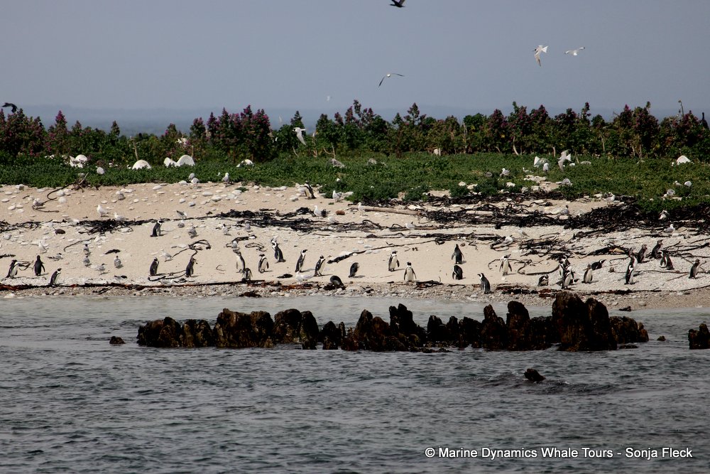 african penguin, whale watching, gansbaai, south africa