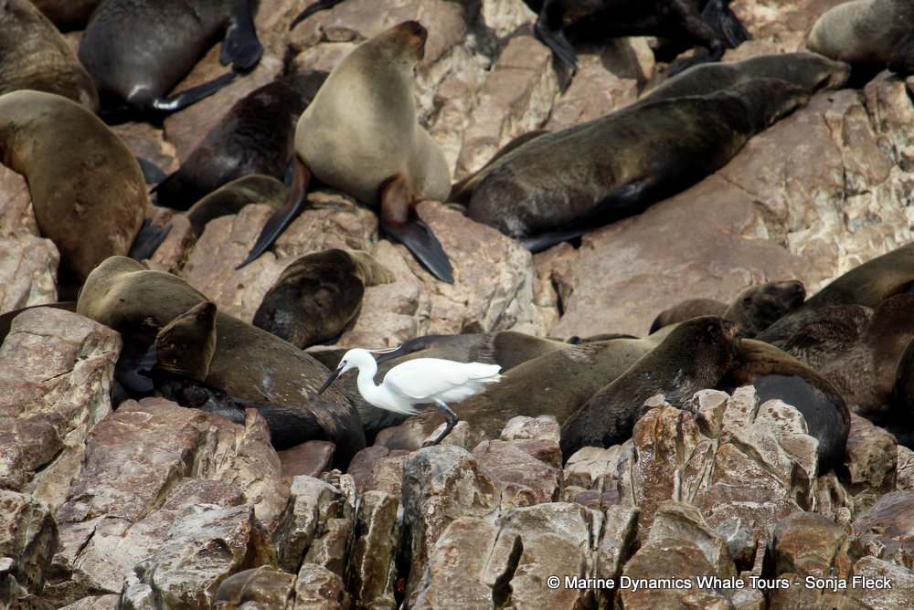 cape fur seal, whale watching, gansbaai, south africa