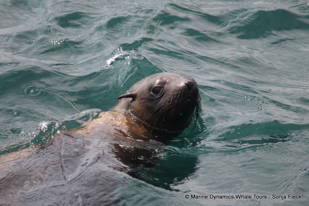 cape fur seal, whale watching, gansbaai, south africa
