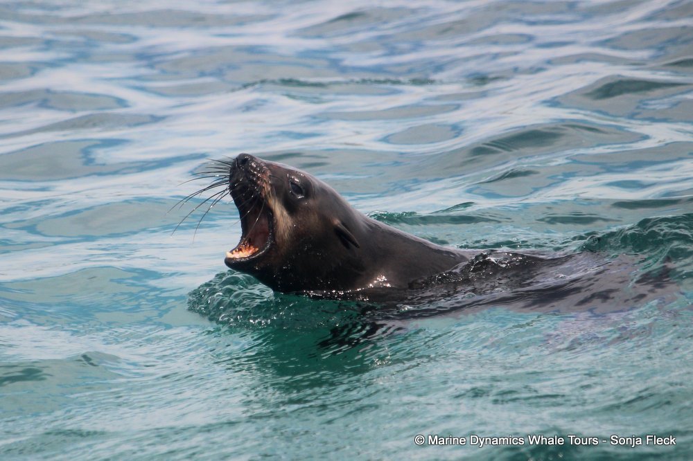 cape fur seal, whale watching, gansbaai, south africa