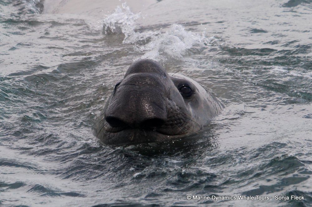elephant seal, whale watching, gansbaai, south africa
