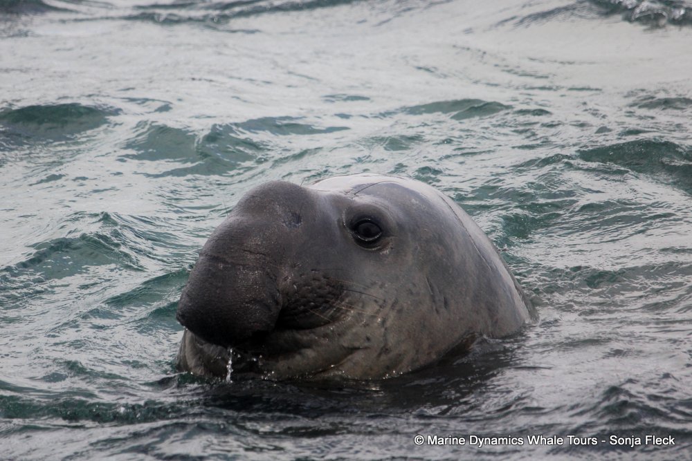elephant seal, whale watching, gansbaai, south africa