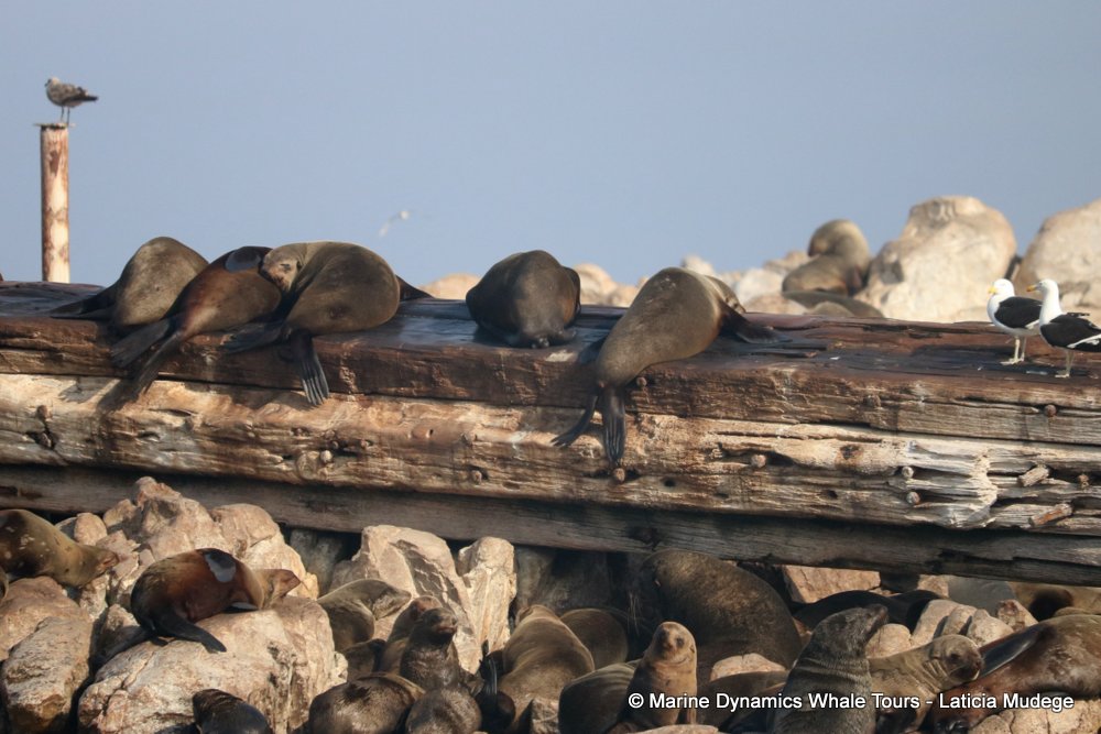 cape fur seal, whale watching, gansbaai, south africa