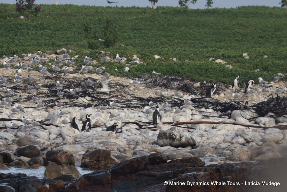 african penguin, whale watching, gansbaai, south africa