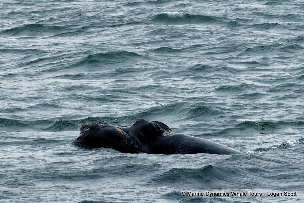 Southern right whale, whale watching, gansbaai, south africa,