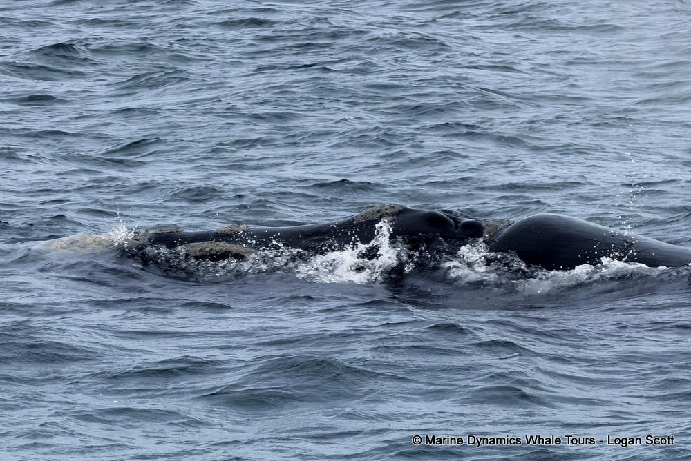 Southern right whale, whale watching, gansbaai, south africa,
