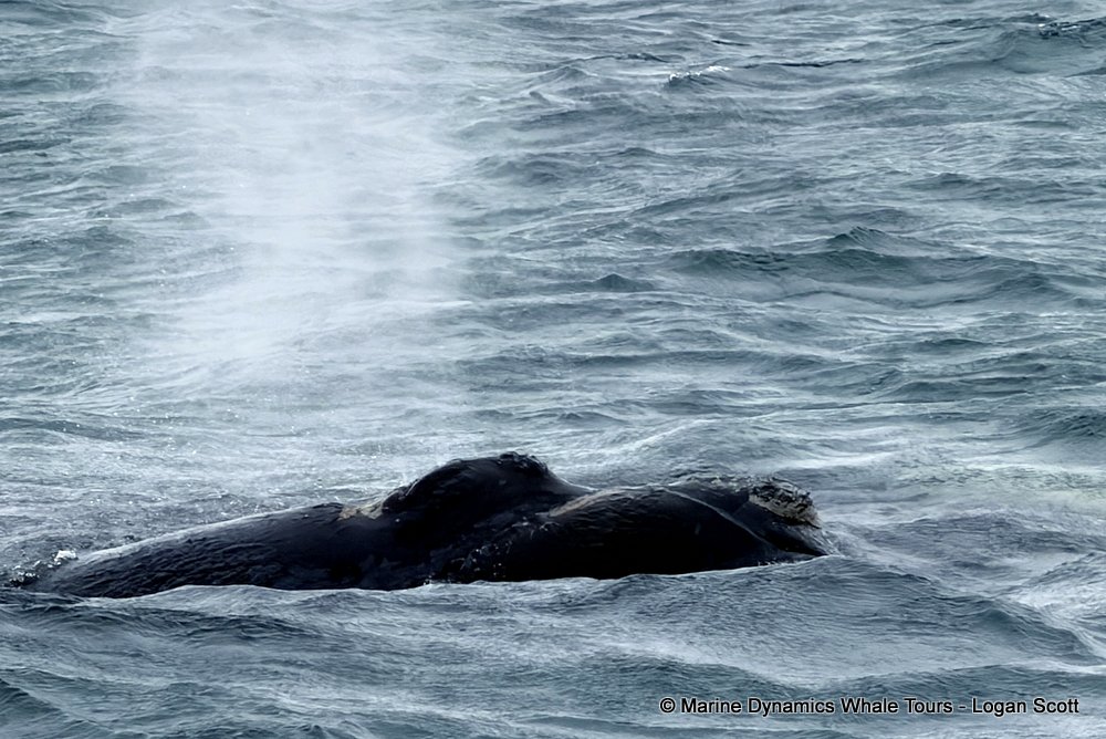 Southern right whale, whale watching, gansbaai, south africa,