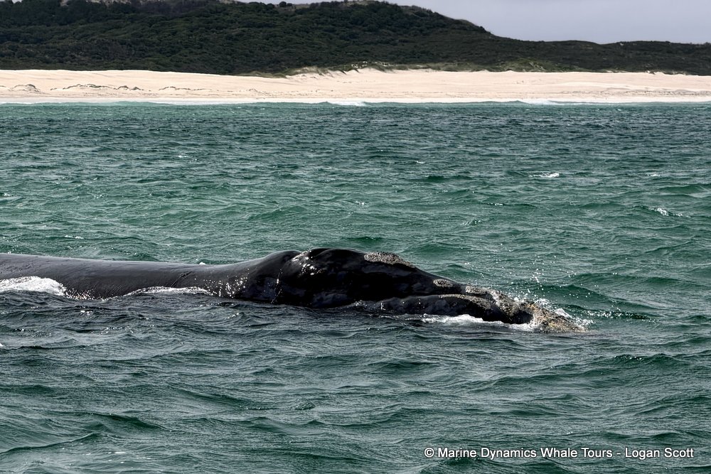 Southern right whale, whale watching, gansbaai, south africa,