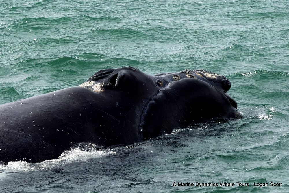 Southern right whale, whale watching, gansbaai, south africa,