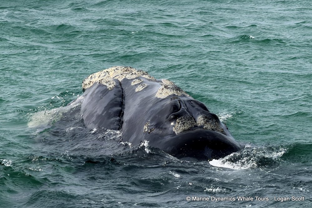 Southern right whale, whale watching, gansbaai, south africa,