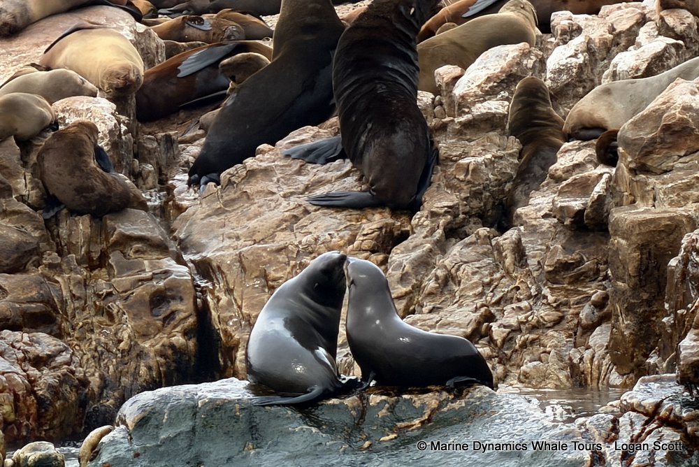 cape fur seal, whale watching, gansbaai, south africa