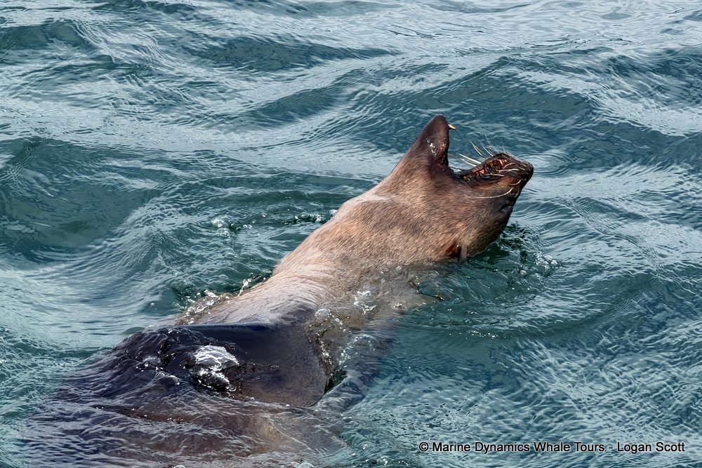 cape fur seal, whale watching, gansbaai, south africa